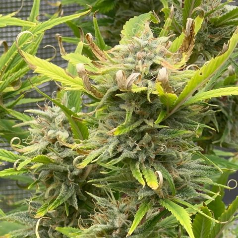 Knows Candy growlog timeline photo