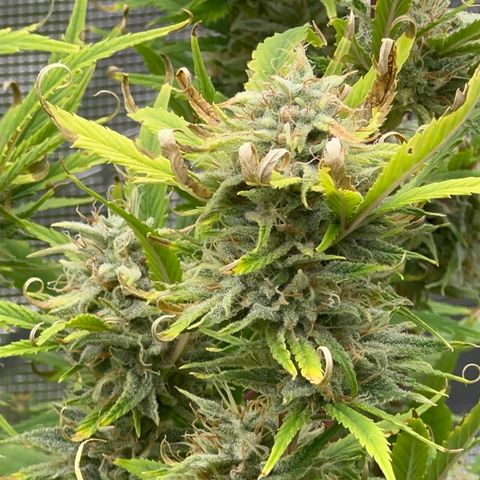 Knows Candy growlog timeline photo