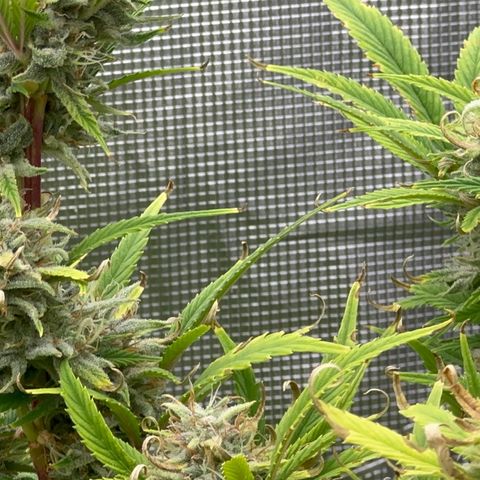 Knows Candy growlog timeline photo