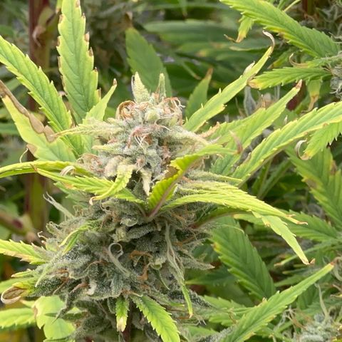 Knows Candy growlog timeline photo