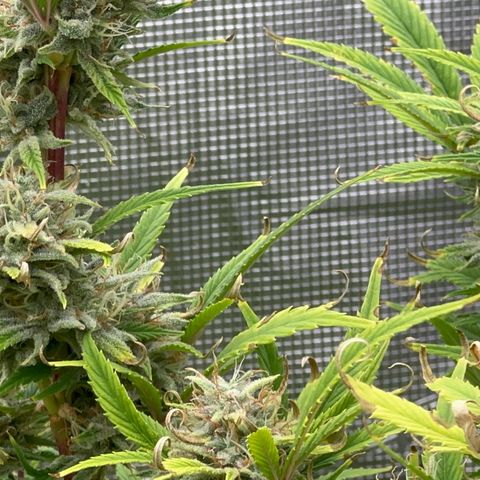 Knows Candy growlog timeline photo