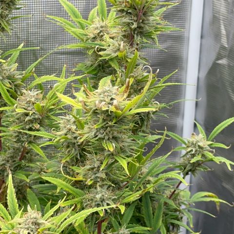 Knows Candy growlog timeline photo