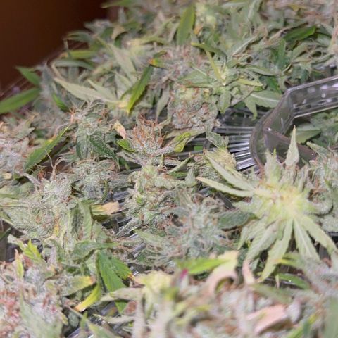 Knows Candy growlog timeline photo