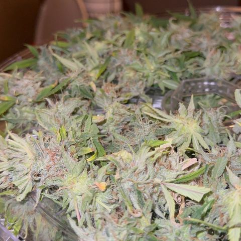 Knows Candy growlog timeline photo