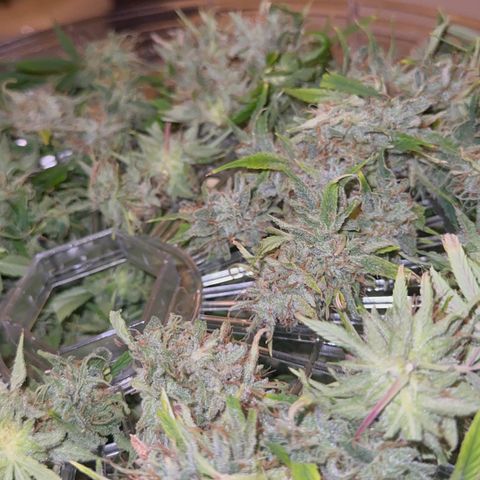 Knows Candy growlog timeline photo