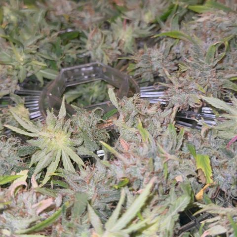 Knows Candy growlog timeline photo