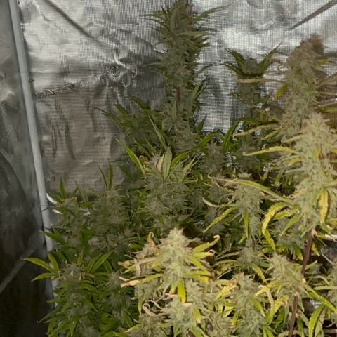 Knows Candy growlog timeline photo
