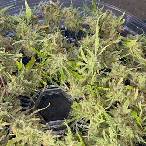 Piña X Zweet  growlog timeline photo