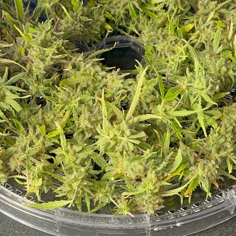 Piña X Zweet  growlog timeline photo