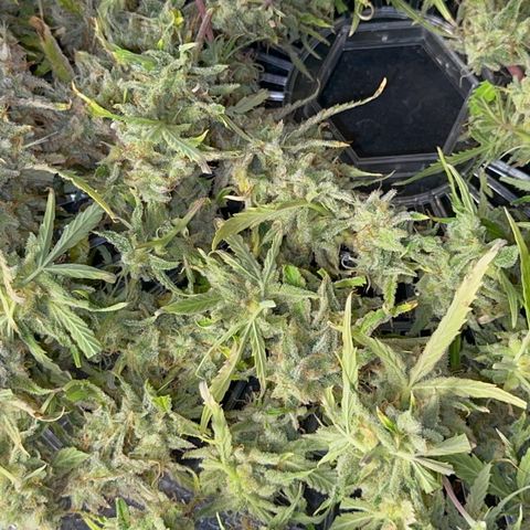 Piña X Zweet  growlog timeline photo