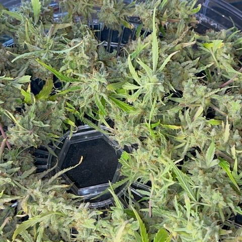 Piña X Zweet  growlog timeline photo