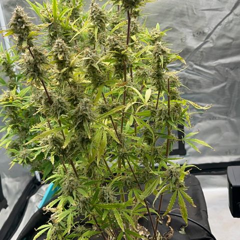 Piña X Zweet  growlog timeline photo