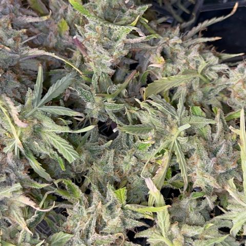 Piña X Zweet  growlog timeline photo