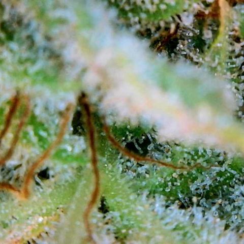 Piña X Zweet  growlog timeline photo