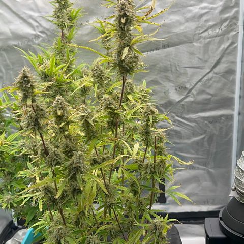 Piña X Zweet  growlog timeline photo