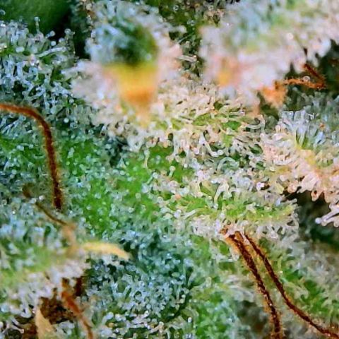 Piña X Zweet  growlog timeline photo