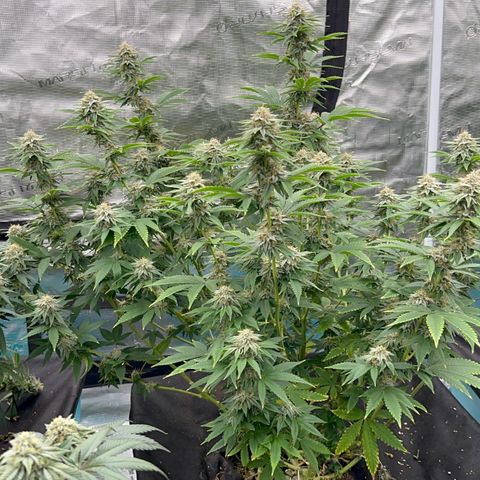  Cluster bomb  growlog timeline photo