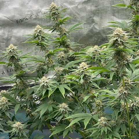  Cluster bomb  growlog timeline photo