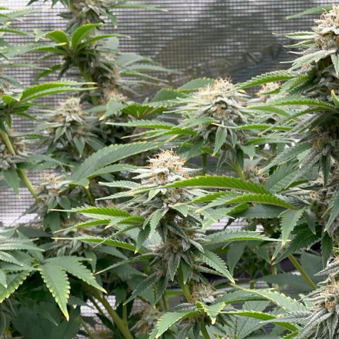  Cluster bomb  growlog timeline photo