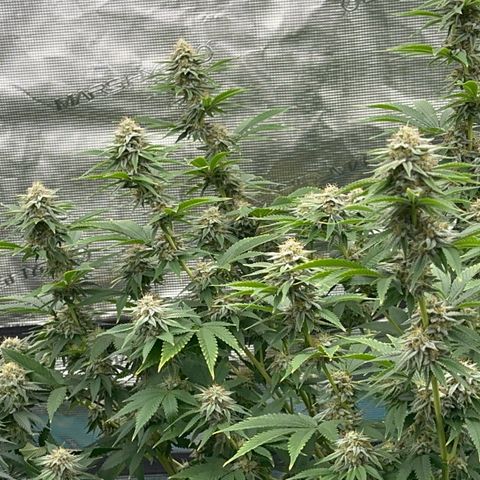  Cluster bomb  growlog timeline photo