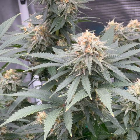  Critical Light growlog timeline photo