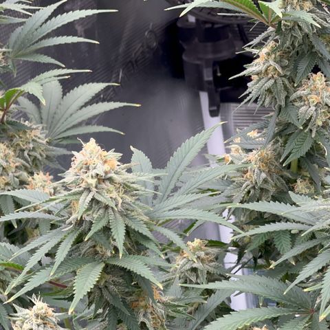  Critical Light growlog timeline photo
