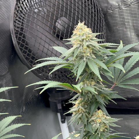  Critical Light growlog timeline photo