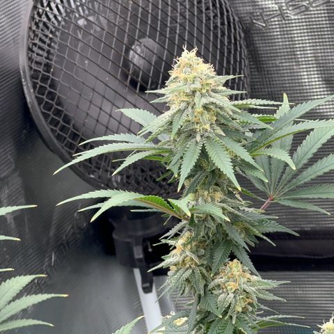  Critical Light growlog timeline photo