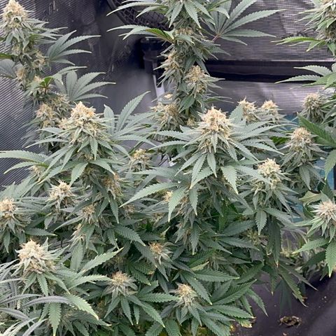  Critical Light growlog timeline photo