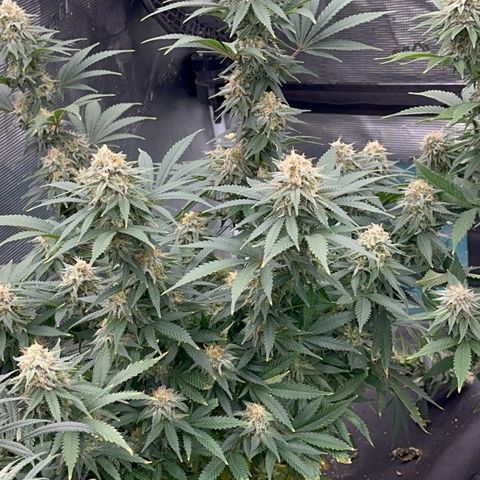  Critical Light growlog timeline photo