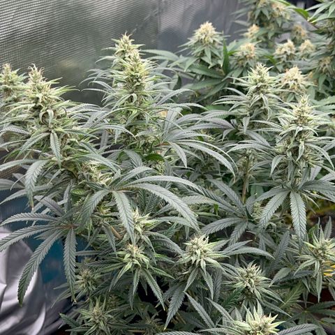  Hawaiian Snow  growlog timeline photo