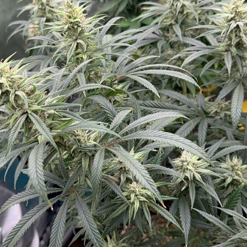  Hawaiian Snow  growlog timeline photo