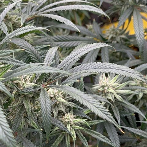  Hawaiian Snow  growlog timeline photo
