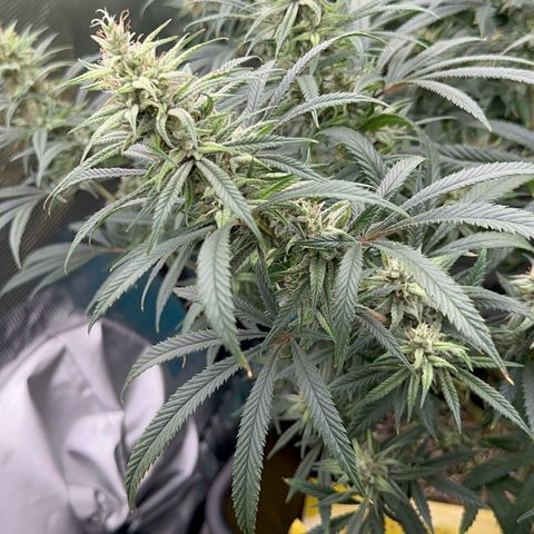  Hawaiian Snow  growlog timeline photo