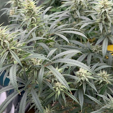  Hawaiian Snow  growlog timeline photo