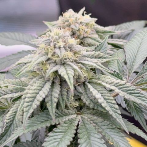 Dayger  growlog timeline photo