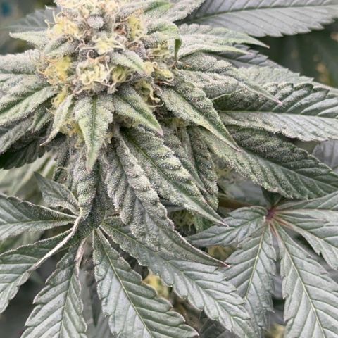 Dayger  growlog timeline photo