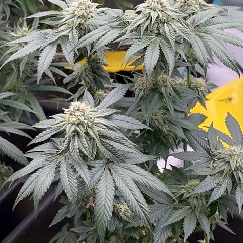 Dayger  growlog timeline photo