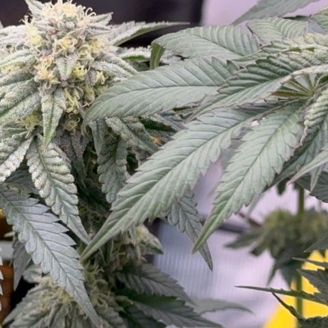 Dayger  growlog timeline photo
