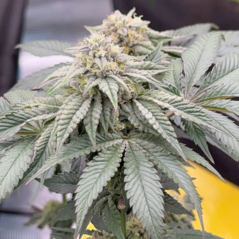 Dayger  growlog timeline photo