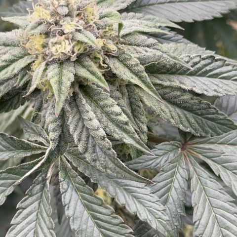 Dayger  growlog timeline photo