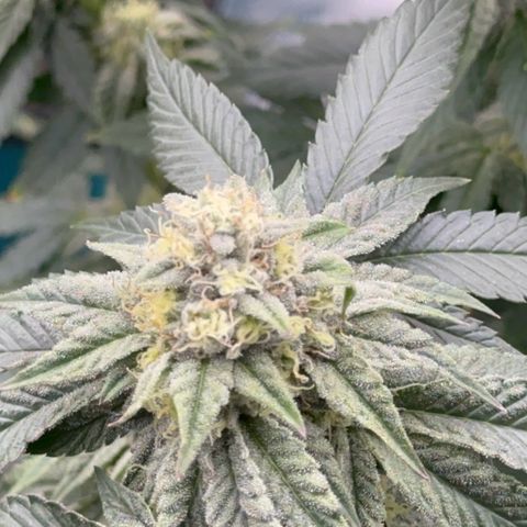 Dayger  growlog timeline photo