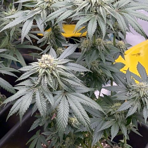 Dayger  growlog timeline photo