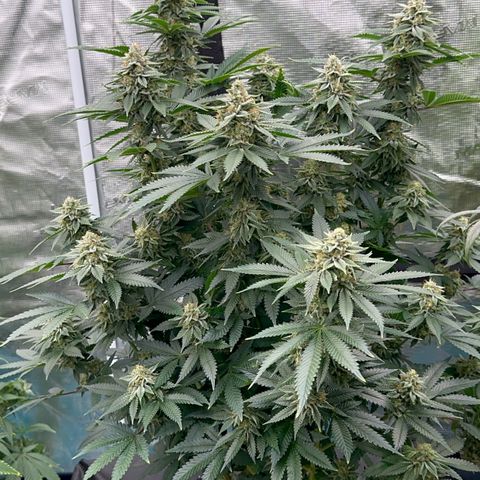 Deleted  🎬 1 growlog timeline photo