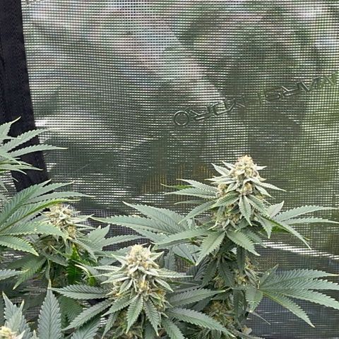 Deleted  🎬 1 growlog timeline photo
