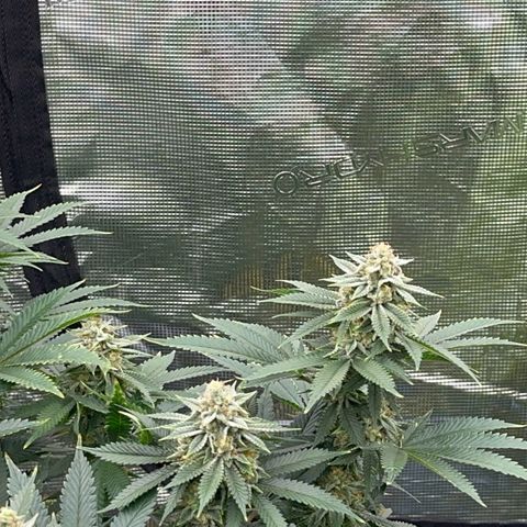 Deleted  🎬 1 growlog timeline photo