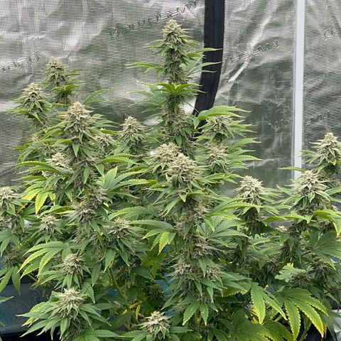  Cluster bomb  growlog timeline photo