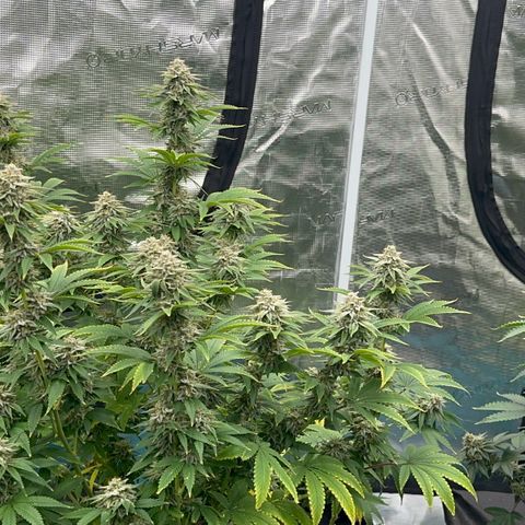  Cluster bomb  growlog timeline photo