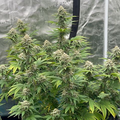  Cluster bomb  growlog timeline photo