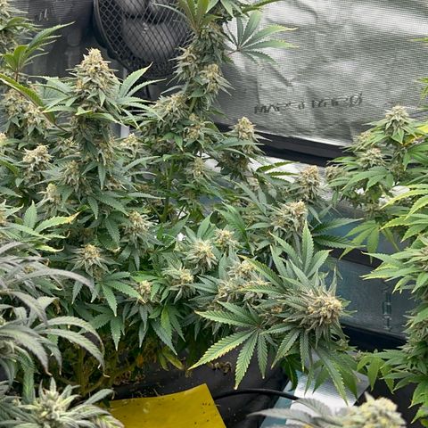  Critical Light growlog timeline photo
